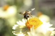Zrób miejsce pszczołom – pod tym hasłem rusza wielka akcja dla społeczności lokalnych